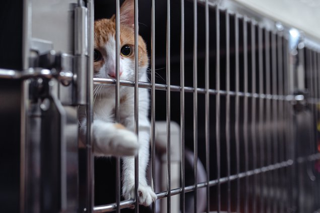 01302021 HUMANE 5.jpg