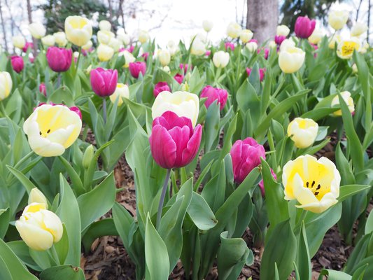 02252021 TULIPS.jpeg