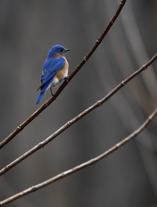 02272021 BIRDS 3.jpg