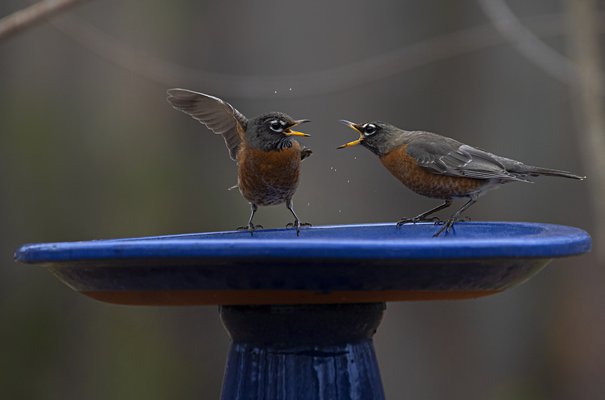 02272021 BIRDS 1.jpg