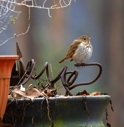 02272021 BIRDS 2.jpg