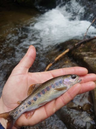 03302021 TROUT 1.jpg