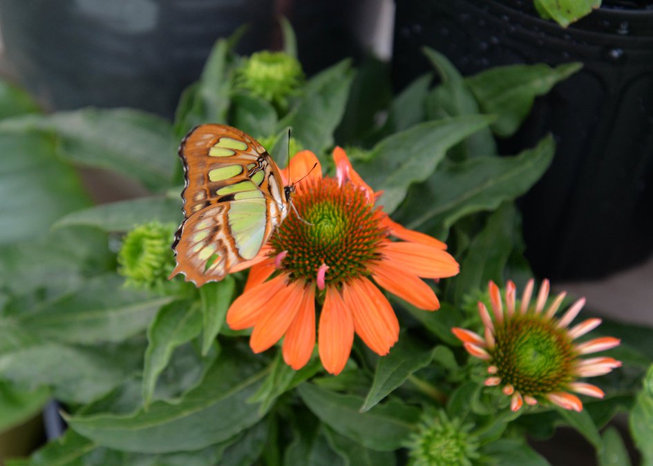 Dahlonega Butterfly Farm prepares for April reopening with more flowers