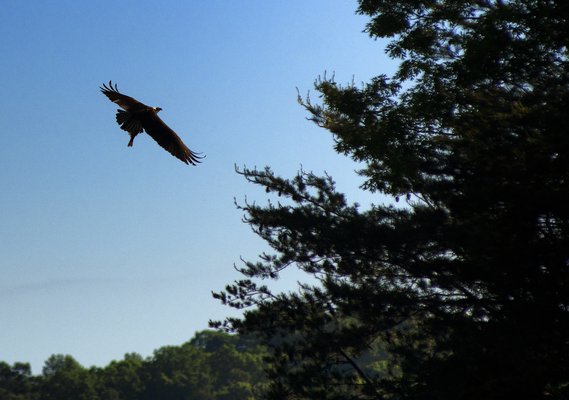 05082021 OSPREY 2.jpg