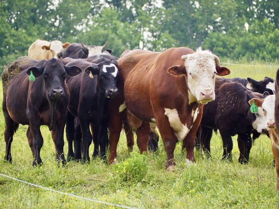 05212021 BEEF 3.jpeg