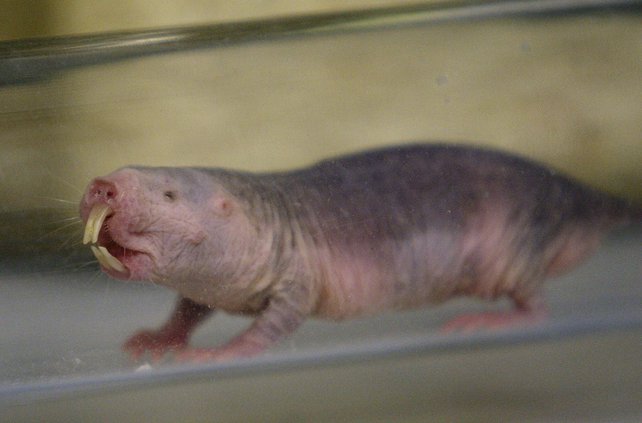 Naked mole rat