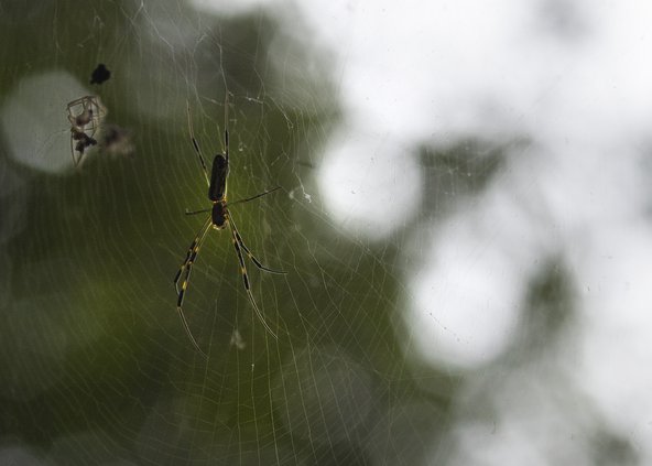 08042021 INVASIVE 2.jpg