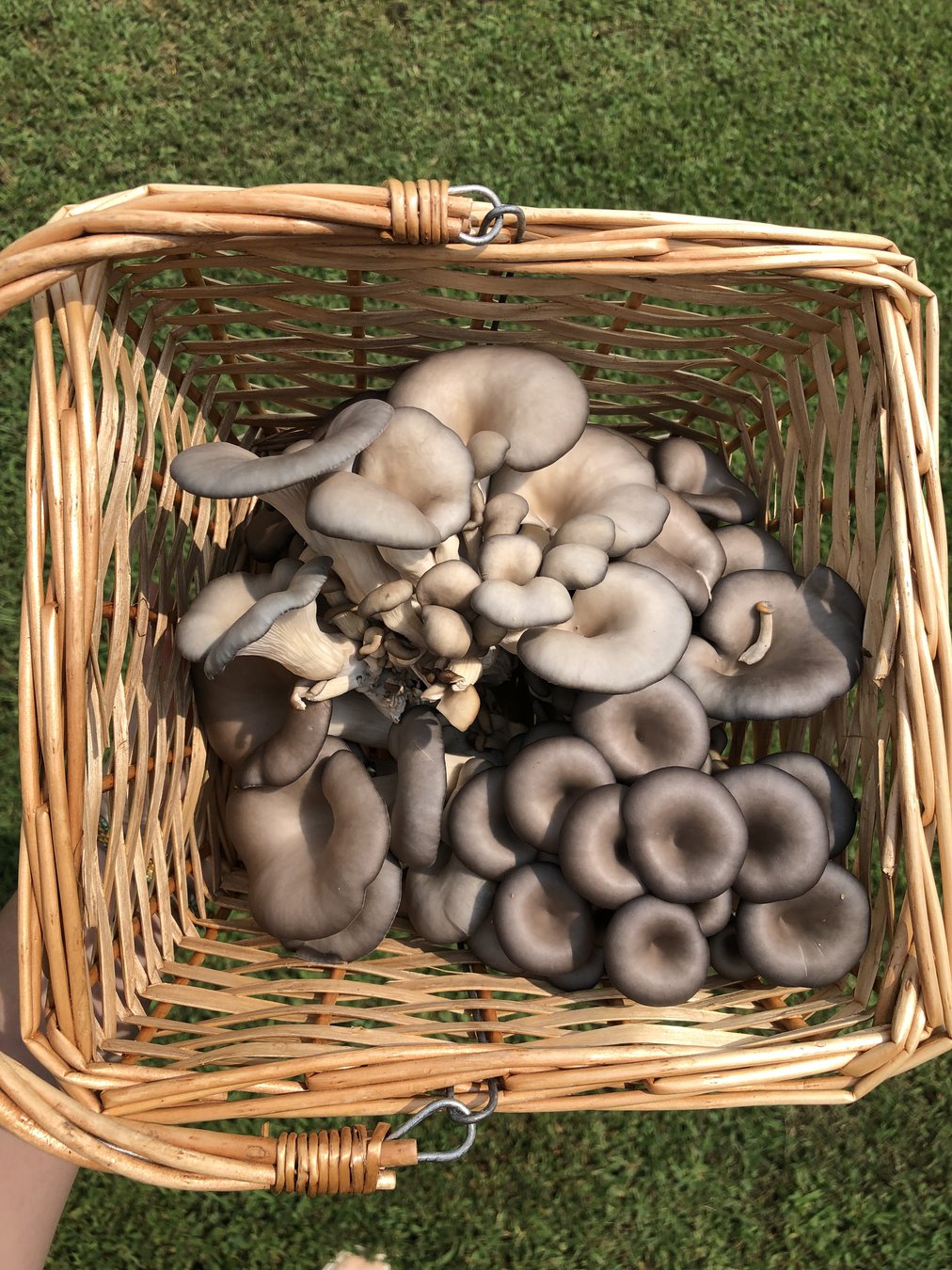 7 hidden gems in Gainesville - Gainesville Times