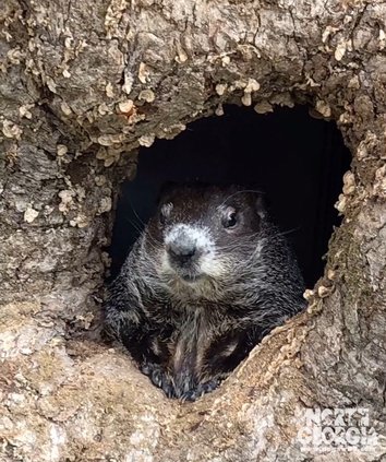 01292022 GROUNDHOG 2.jpg