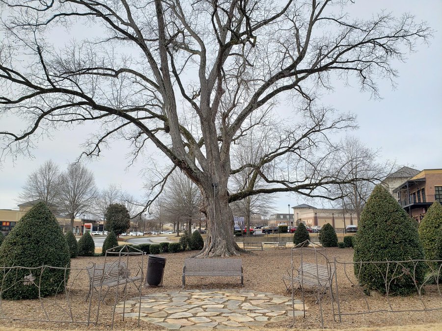 300 year old pecan tree and Braselton landmark has died What s next