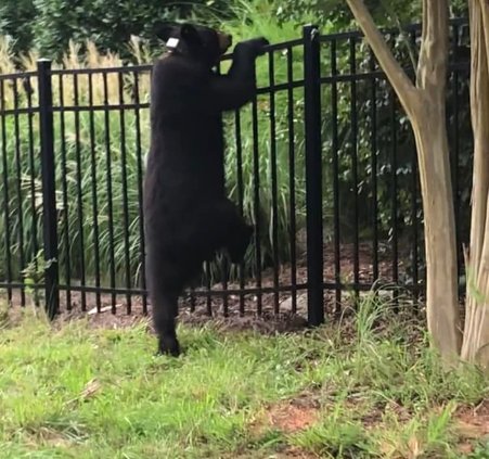 07312022 bear