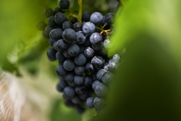 09162022 WINERY 7.jpg
