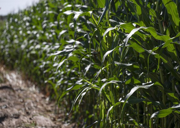 09302022 CORN 2.jpg