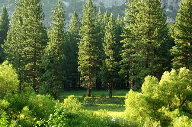 Trees