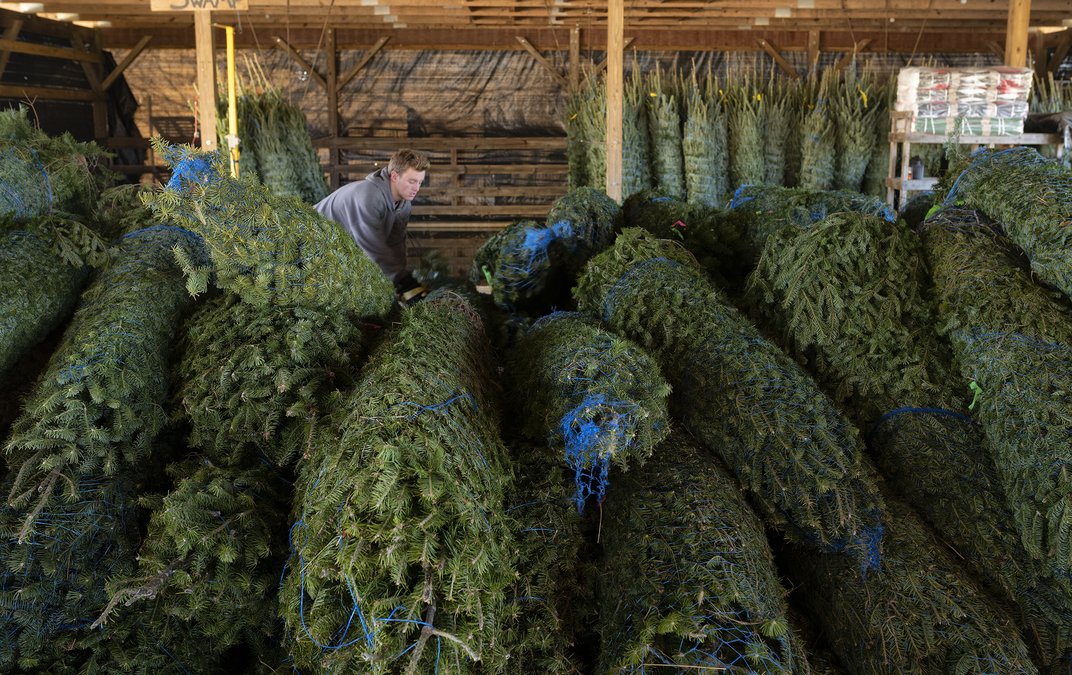 5 North farms to find the perfect Christmas tree Gainesville