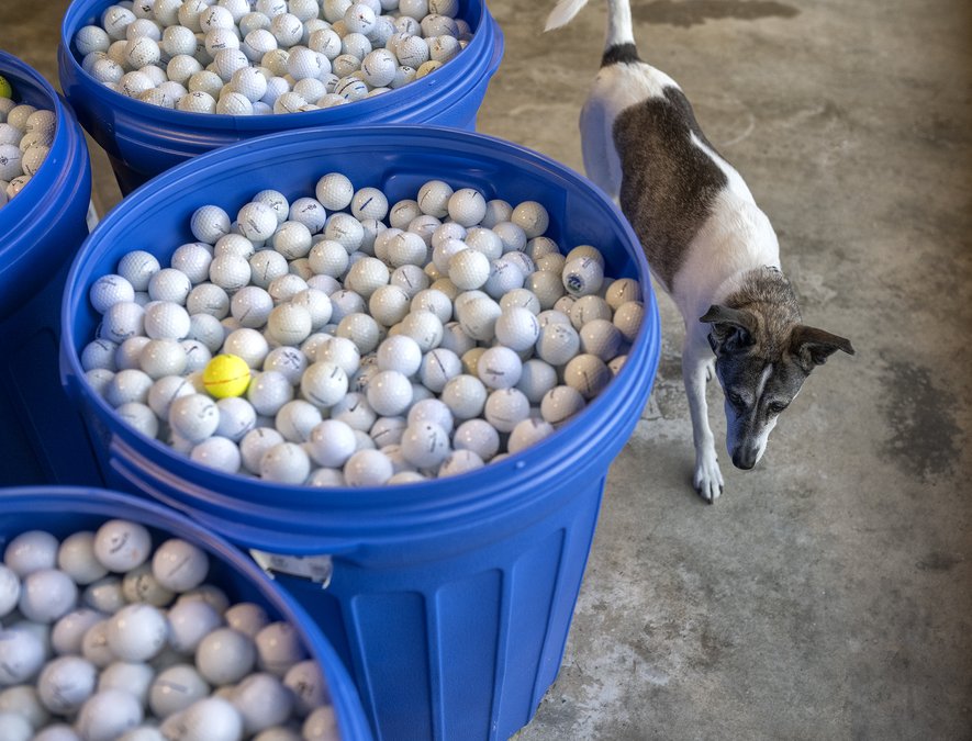 Meet Deanie, a lifesaving dog with 80,000 golf balls Gainesville Times