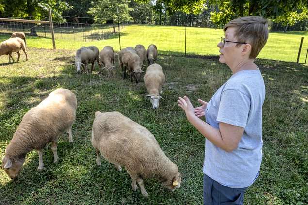 09012023 SHEEP 6.jpg