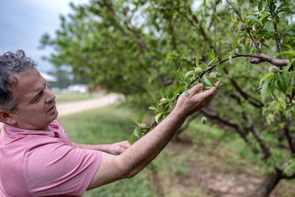 peaches were hard to find in 2023. Here's what to expect this