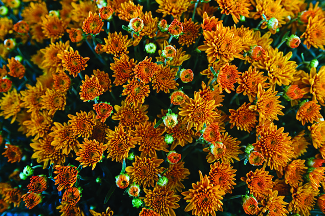 09302017 Garden 7.jpg