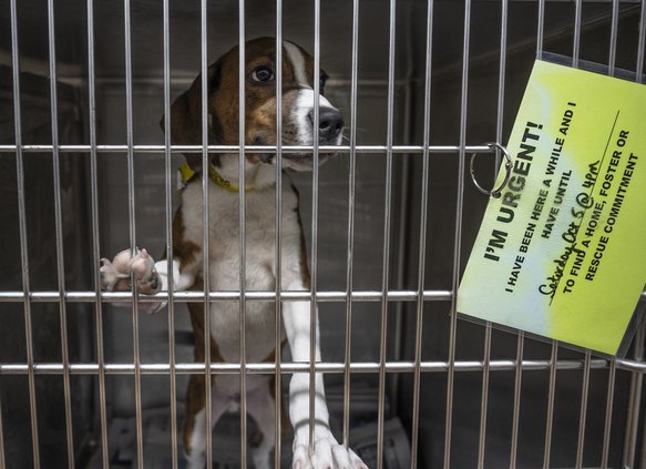 10022024 ANIMALSHELTER 2.jpg