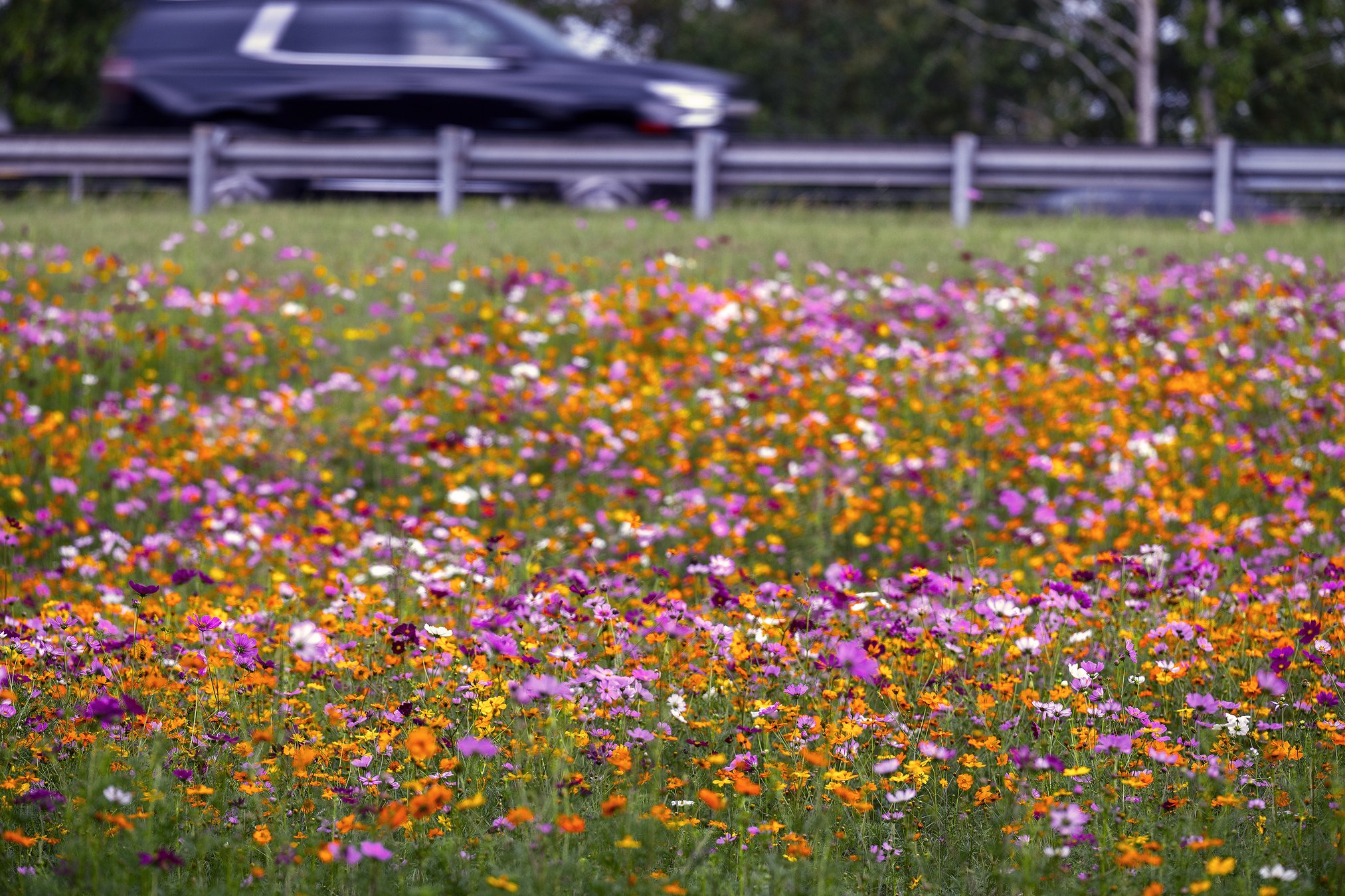 How much longer you can enjoy the wildflowers off I985 in South Hall