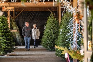 12082023 TREES 5.jpg