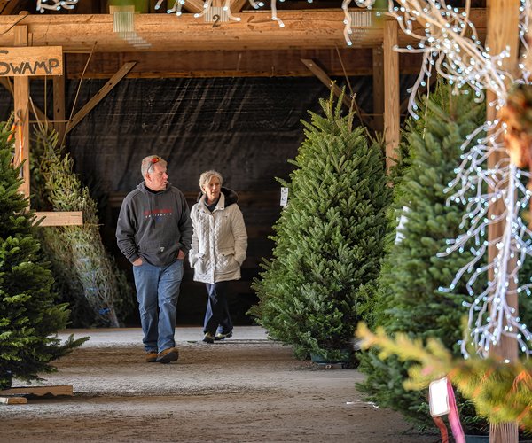 12082023 TREES 5.jpg