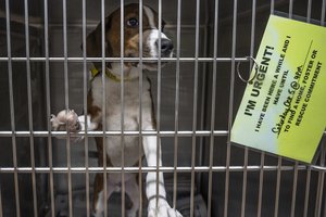 10022024 ANIMALSHELTER 2.jpg