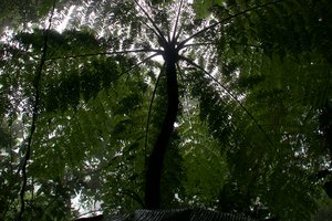 Rainforest