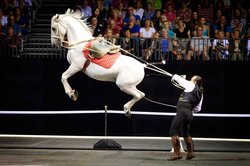Royal Horses.jpg
