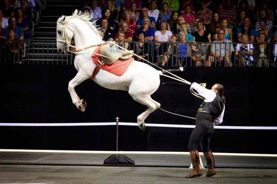 Royal Horses take center stage in Gainesville with spectacular equestrian show