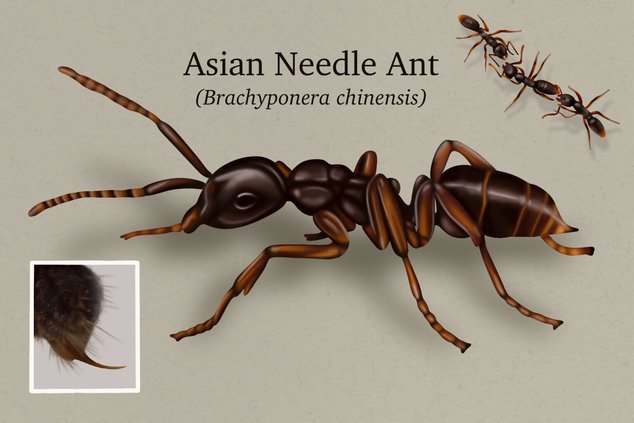 Asian_Needle_Ant-1536x1024.jpg