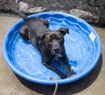 06122024 HUMANESOCIETY 2.jpg