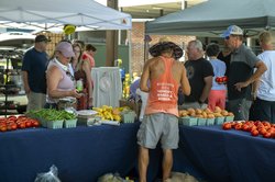 07182025 TOMATO 7.jpg