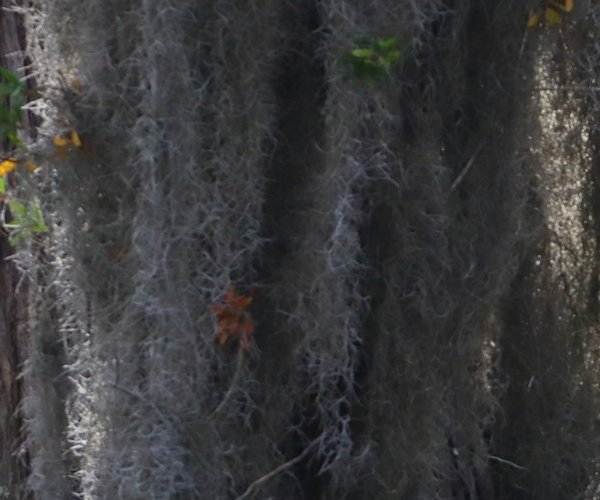 Okefenokee Swamp
