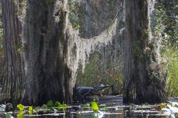 Okefenokee Swamp