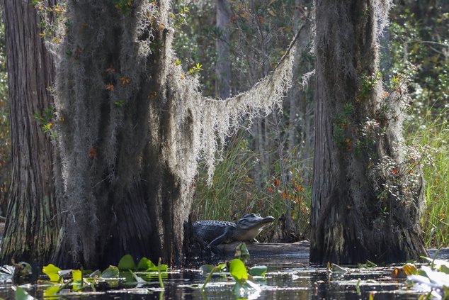 Okefenokee Swamp