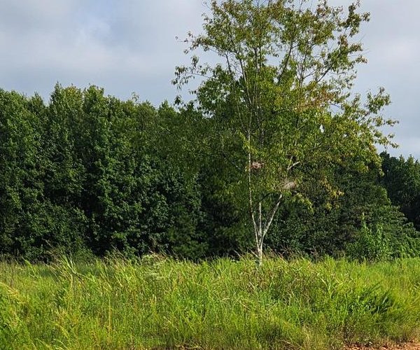 08202025 FLOWERYBRANCHPD 1.jpg