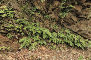Autumn Fern.png