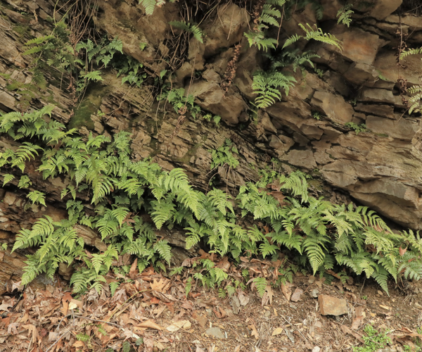 Autumn Fern.png