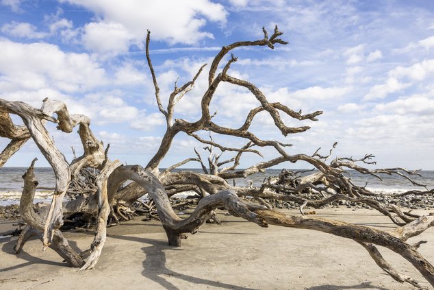 WBA Golden Isles Drift wood