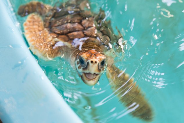 WBA Golden Isles Turtle