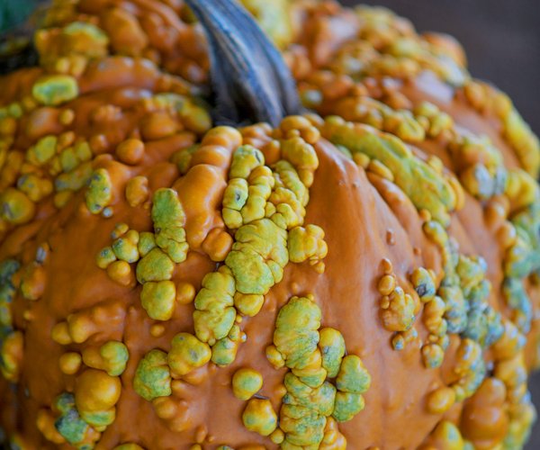 09302017 Garden 5.jpg