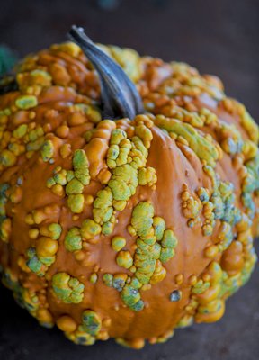 09302017 Garden 5.jpg