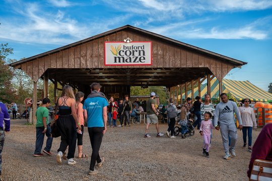 Booms, screams and alpacas: Buford Corn Maze reaching end of its 2025 season