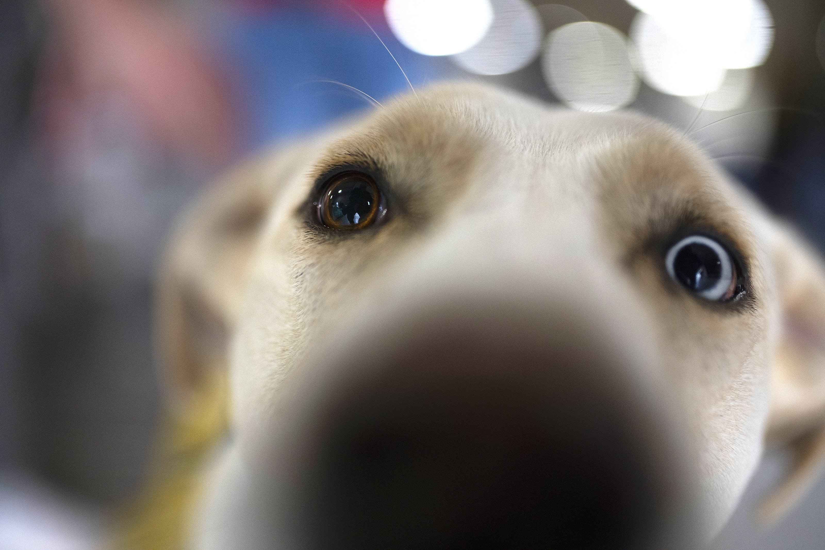 11092025 PISTONSANDPAWS 6.jpg