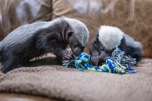 01152026 HONEYBADGER 1.jpg