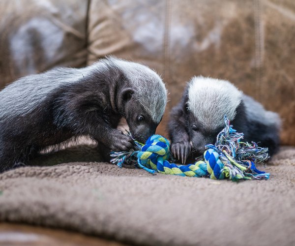 01152026 HONEYBADGER 1.jpg