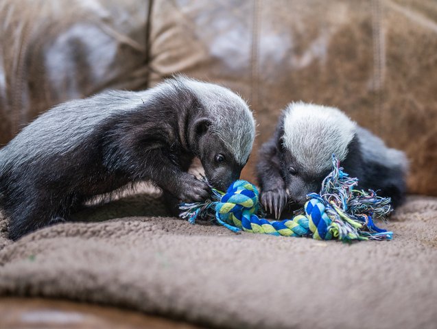 01152026_HONEYBADGER_1.max-