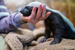 01152026 HONEYBADGER 6.jpg